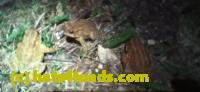 /home//u458753944/public_html/sourcegallery///////Roxborough Toad Detour/2025/2025-03-31/20250331_200106.jpg